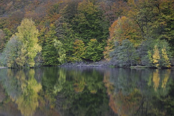 Beech trees showing autumn colours along pond in the Söderåsen National Park, Skåne, Scania,
