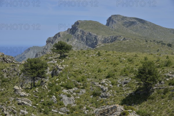 Landscape in the Parc Natural Peninsula de Llevant, near Arta, Majorca, Balearic Islands, Spain,
