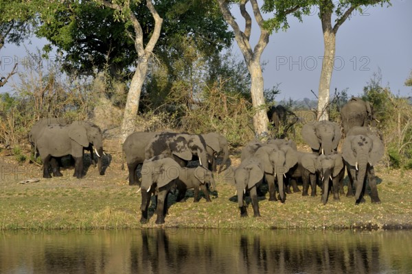 Elephant (Loxodonta africana) herd on the Cuando River, Bwabwata National Park, Zambezi Region,