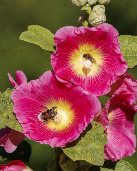 Common hollyhock (Alcea rosea), Germany, Europe