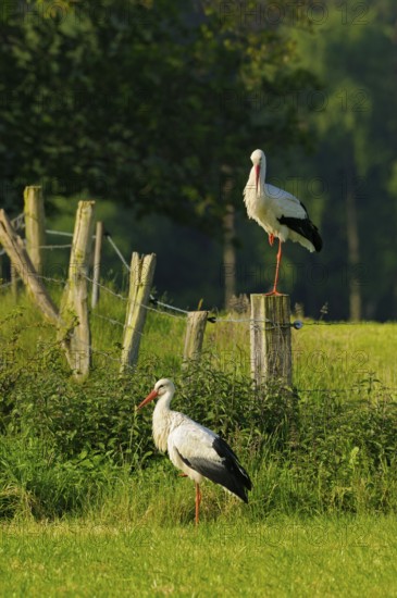 White storks, Dingdener Heide nature reserve, North Rhine-Westphalia, Germany, Europe