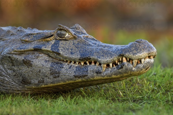 Yacare caiman (Caiman yacare), head, near Cambyretá, Esteros del Iberá, Corrientes Province,