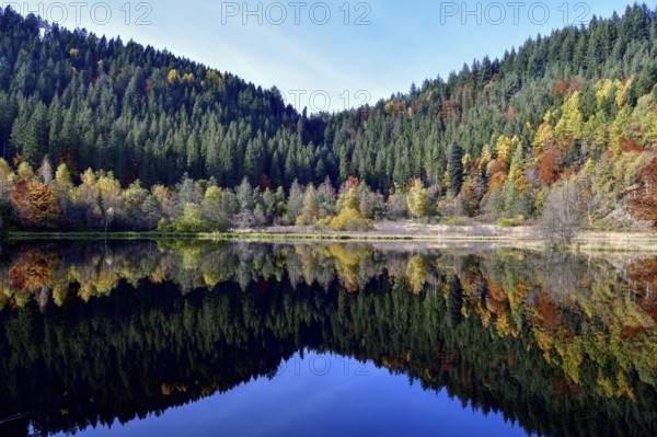 Trees reflected in the Sankenbachsee, Karsee, autumn, near Baiersbronn, Freudenstadt district,