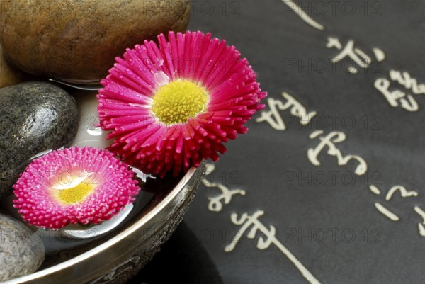 Common daisy (Bellis perennis) flowers and stones in a bowl, japanese characters, thousand bells