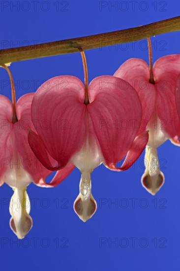 Bleeding heart (Lamprocapnos (Lamprocapnos spectabilis) (Dicentra spectabilis) spectabilis)