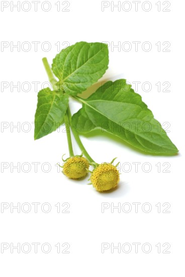 Paracress (Spilanthes oleracea) (Acmella oleracea), tingling button, toothache plant