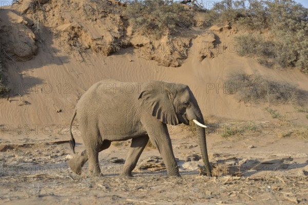 Desert elephant, African elephant (Loxodonta africana), mining with his beak to water, dry riverbed