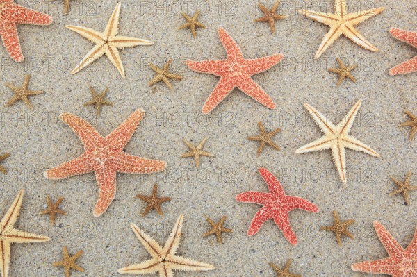 Starfish, starfish