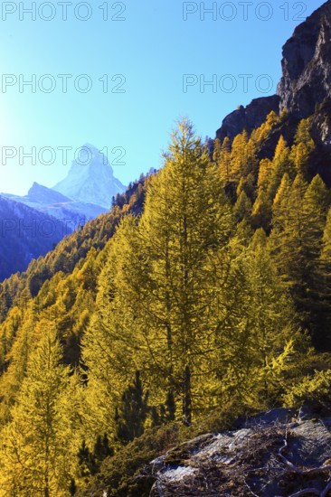 Larch forest , Larch, Matterhorn, Valais, Switzerland, Europe
