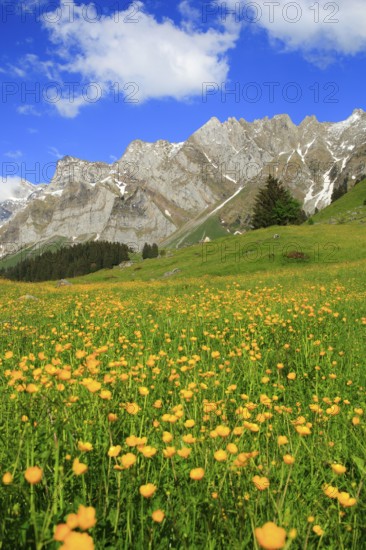 Tall buttercup ( Ranunculus acris) Alpstein massif with Säntis, Appenzell, Switzerland, Europe