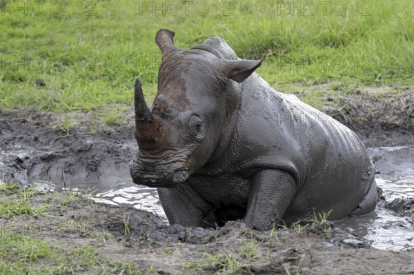 White rhinoceros (Ceratotherium simum) taking a mud bath, Sabi Sabi Game Reserve, Kruger National