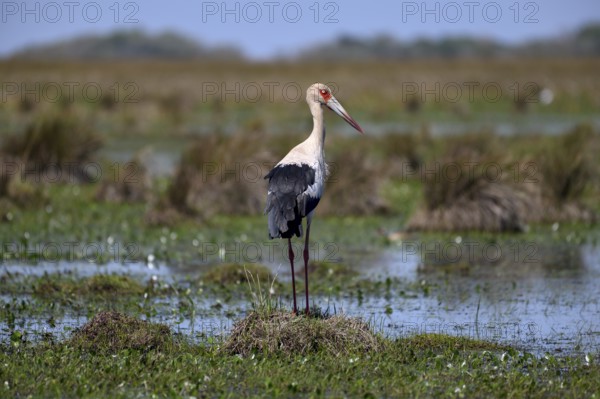 Maguari stork (Ciconia maguari), Cambyretá, Esteros del Iberá, Corrientes Province, Argentina,