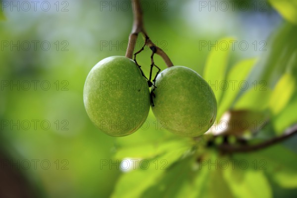 Pong Pong, Kota Kinabalu, Sabah, Borneo, Malaysia (Cerbera odollam)