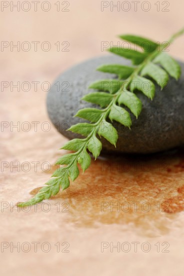 Stone and fern leaf