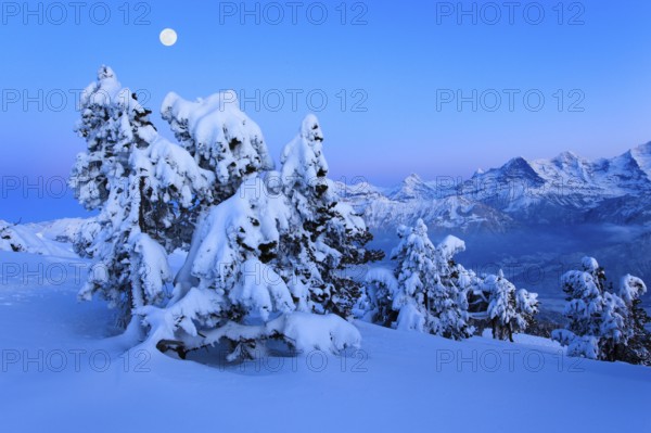 Bernese Alps, View from the Niederhorn, Bernese Oberland, Switzerland, Europe