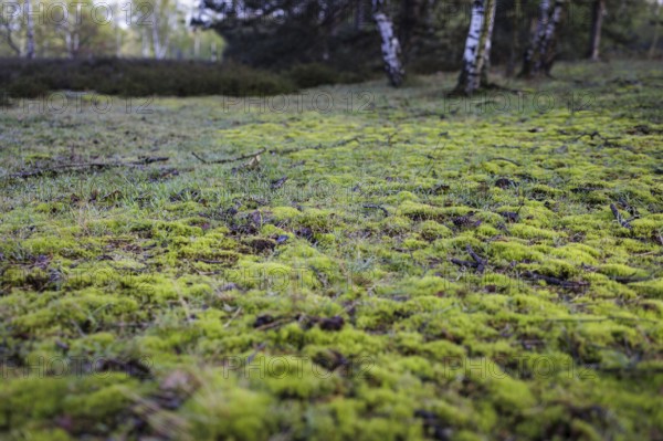 Forest floor with moss in the Hohe Ward nature reserve in Münster, 08/04/2024