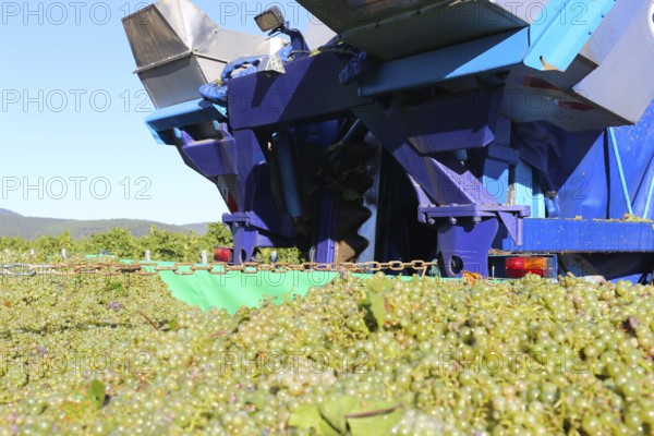 Grape grape harvest with full harvester in the district of Bad Dürkheim, Rhineland-Palatinate