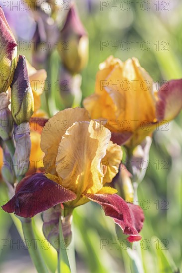 Colorful orange and red irises in a botanical garden