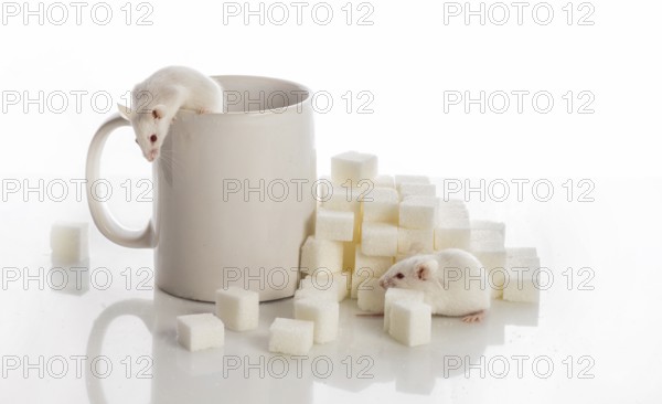 Two white laboratory mice crawling up the stairs from the sugar cubes and a cup, diabetes concept
