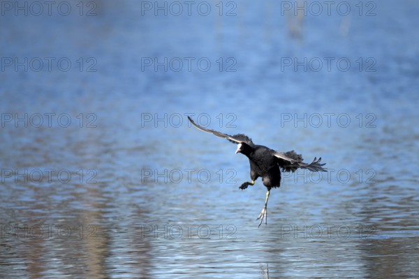 Coot rail, coot grouse (Fulica atra), adult bird, landing, mountain sink area, Bottrop, Ruhr area,