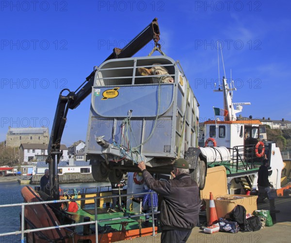 Cow being unloaded from Cape Clear ferry Baltimore harbour, County Cork, Ireland, Irish Republic,