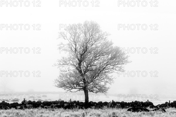 Aubrac plateau. Isolated tree in winter. Lozere department. Occitanie.France