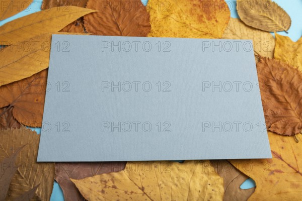 Composition with yellow and brown autumn leaves and blue paper mockup on blue pastel background.