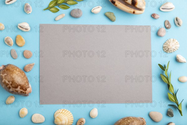 Composition with gray paper sheet, seashells, green boxwood. mockup on blue pastel background.