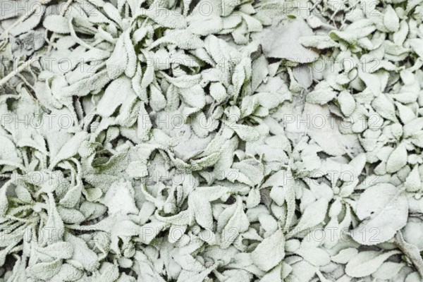 Leaves and grass covered with hoarfrost. Abstract floral background, garden and winter concept.