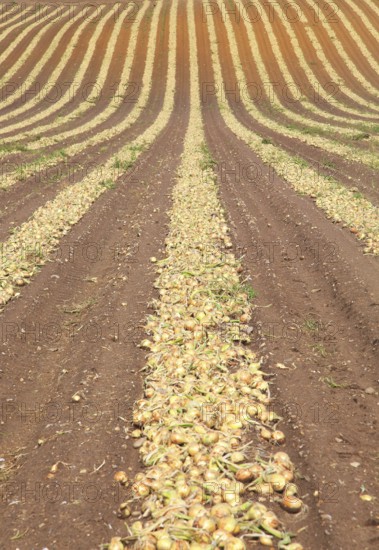 Lines of onions harvested from field, Wantisden, Suffolk, England, UK