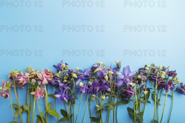 Pink and purple columbine flowers on pastel blue background. Morninig, spring, fashion composition.