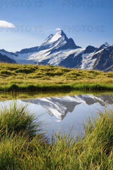 Schreckhorn, 4078 m, Bern, Switzerland, Europe