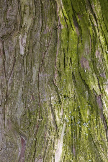Tree bark, tree trunk, background, texture, North Rhine-Westphalia, Germany, Europe