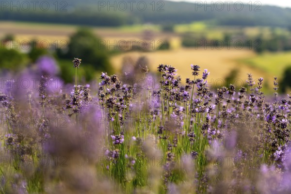 Lavender fields in East Westphalia Lippe, OWL, near the village of Fromhausen, near Detmold, the