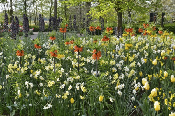 Tulips (Tulipa), daffodils (Narcissus) and kaiser's crown (Fritillaria imperialis) at Keukenhof,