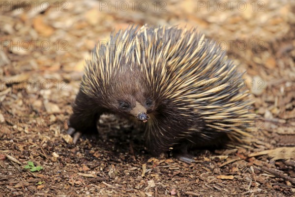 Short-beaked echidna (Tachyglossus aculeatus), adult foraging, Mount Lofty, South Australia,