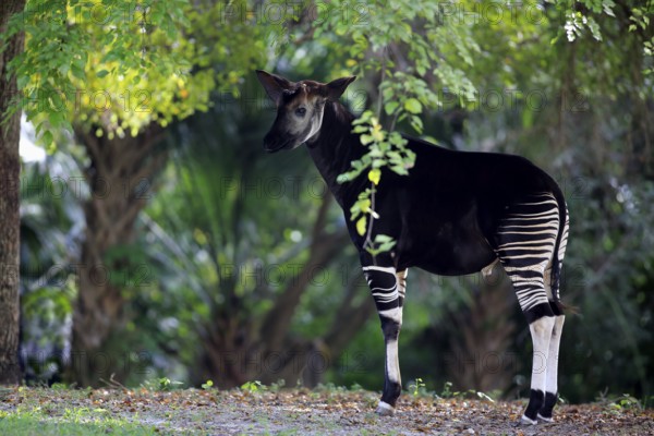 Okapi (Okapia johnstoni), adult alert, Africa, captive