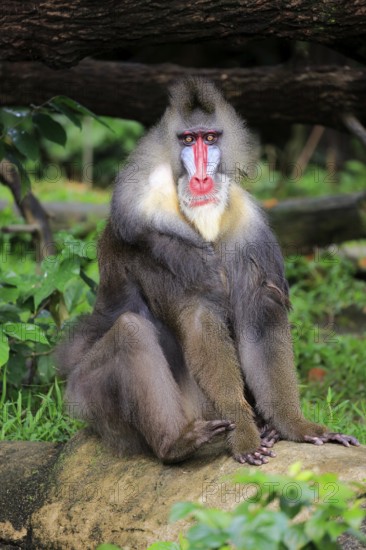 Mandrill (Mandrillus sphinx), adult, male