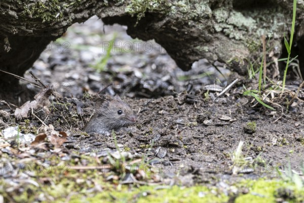 Bank vole (Myodes glareolus), Emsland, Lower Saxony, Germany, Europe