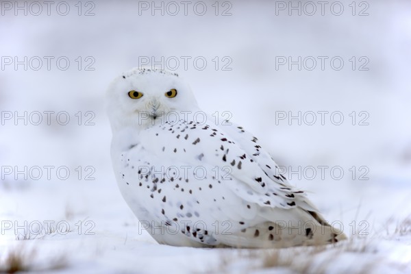 Snowy Owl, Snowy Owl (Nyctea scandiaca), adult resting in the snow, in winter, snow, Zdarske Vrchy,