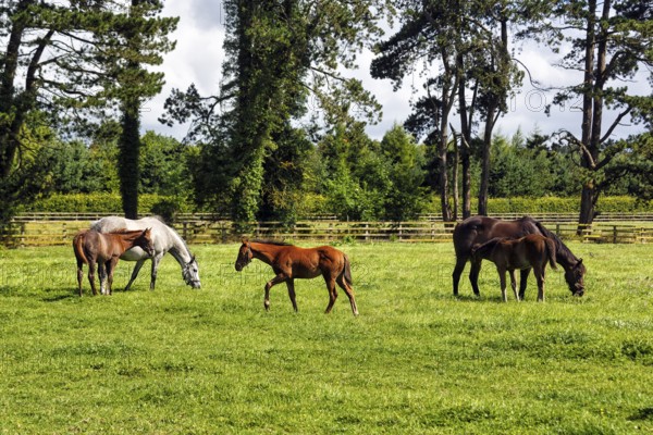 Thoroughbred horses and foals grazing in a meadow, Irish National Stud, The Irish National Stud &
