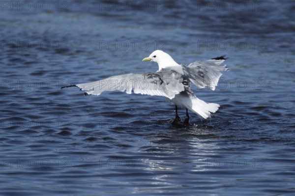 Kittiwake (Rissa tridactyla) adult bird bathing in a shallow pool, Skomer island, Wales, United
