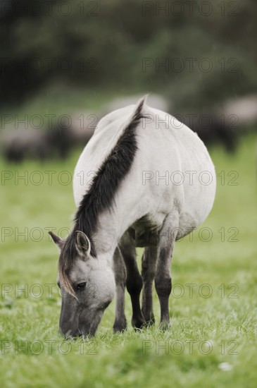 Dülmener Wildpferd, Merfelder Bruch, Dülmen, North Rhine-Westphalia, Germany, Europe