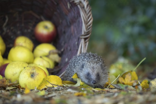 European hedgehog (Erinaceus europaeus) adult animal walking next to fallen garden apples collected