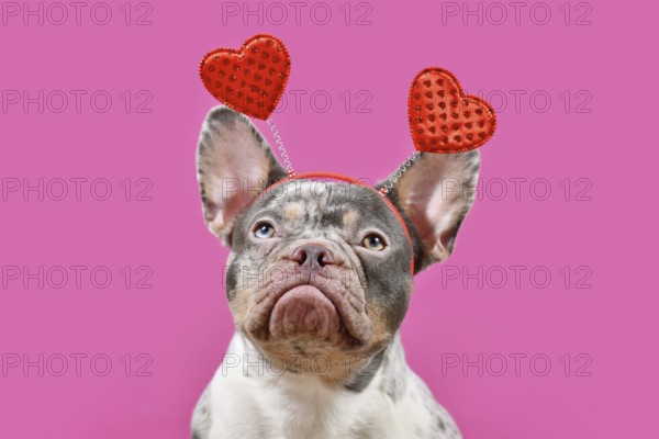 Merle French Bulldog dog wearing Valentine's Day headband with hearts on pink background