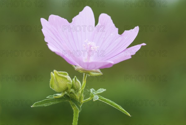 Rose mallow (Malva alcea) or rose mallow, pointed-leaved mallow, Sigmar's mallow or Siegmar's