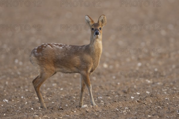 Chinese water deer (Hydropotes inermis) adult animal standing in a ploughed farmland field,