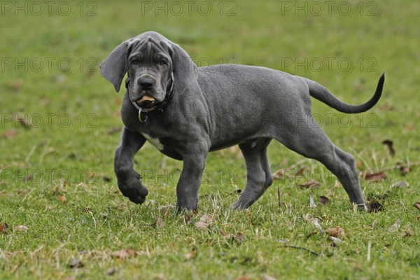 Great Dane