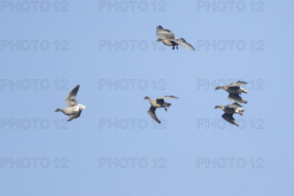 Pink-footed goose (Anser brachyrhynchus) five adult birds flying in a flock or skein, Norfolk,