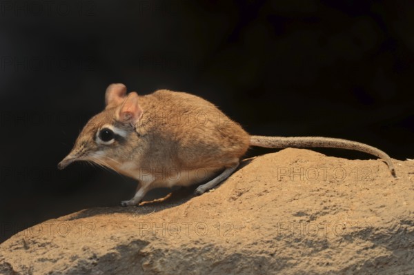Red-brown elephant shrew or red-brown trunked shrew (Galegeeska rufescens, Elephantulus rufescens),